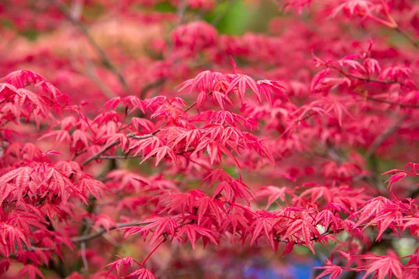 Background Red Acer Leaves Park — Stock Photo, Image
