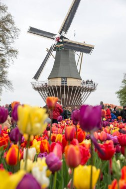 Amsterdam, Hollanda - 21 Nisan 2017: Keukenhof 'taki ünlü bahçede birçok insanla birlikte eski yel değirmeni.