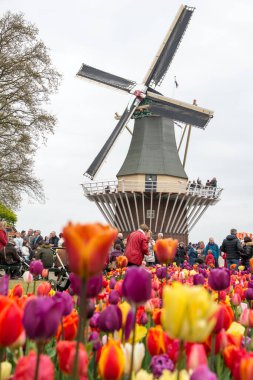 Keukenhof, Hollanda - 21 Nisan 2017: Keukenhof 'taki ünlü bahçede birçok insanla birlikte eski yel değirmeni.