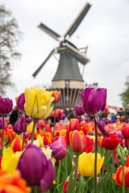 Amsterdam, Hollanda - 21 Nisan 2017: Ön planda canlı laleleri olan geleneksel Hollanda yel değirmenleri, Hollanda