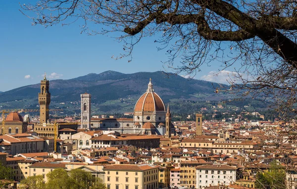 Catedral Santa María Flor Cattedrale Santa Maria Del Fiore Árbol — Foto de Stock