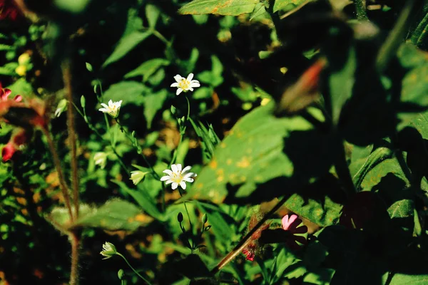 Krásné bílé květy — Stock fotografie