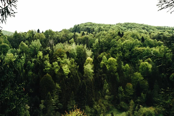 Toppen av träd skogen i bergen — Stockfoto