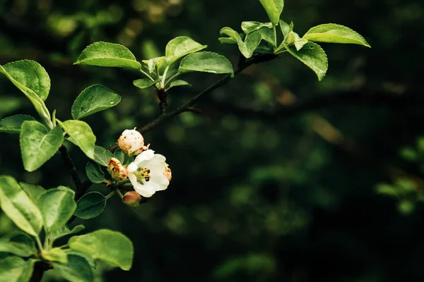 Krásný jemný květ — Stock fotografie