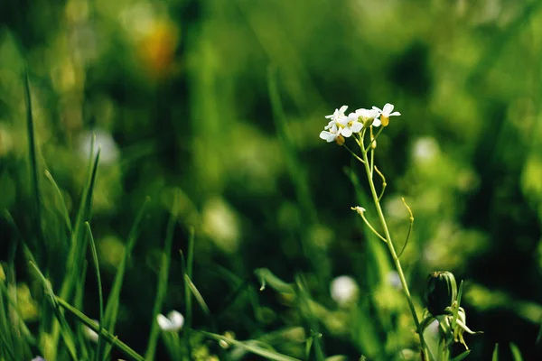 Bunga putih yang indah — Stok Foto