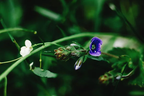 Bunga biru yang indah — Stok Foto