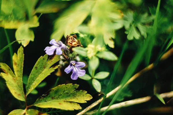 Beautiful blue flowers — Stock Photo, Image