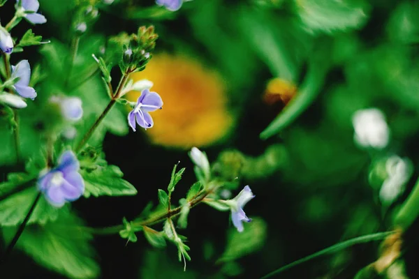 Hermosas flores azules — Foto de Stock