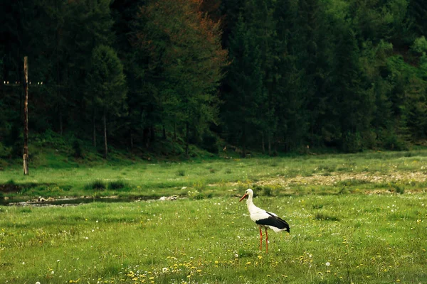 Gyönyörű, magányos gólya — Stock Fotó