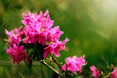 güzel pembe açelya çiçekleri