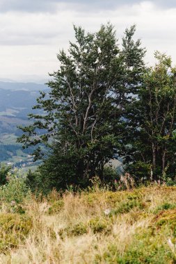 güzel ağaçlar ve gökyüzü bulutlar