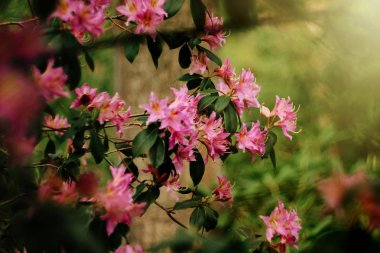 beautiful pink azalea flowers clipart