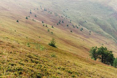 ağaçlar ve dağlar, tepeler güzel manzara
