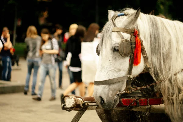 Imbracatura testa di cavallo per visitare la città — Foto Stock