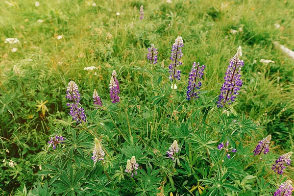 Vakre lupinske villblomster – stockfoto