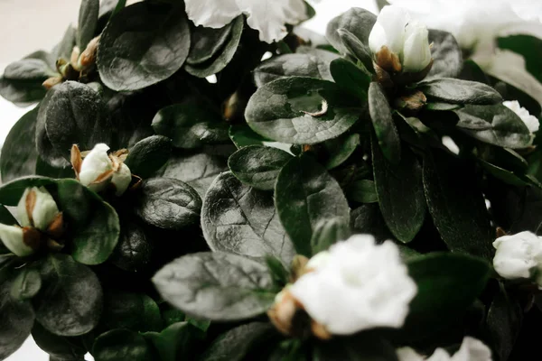 Beautiful amazing white azalea plant — Stock Photo, Image