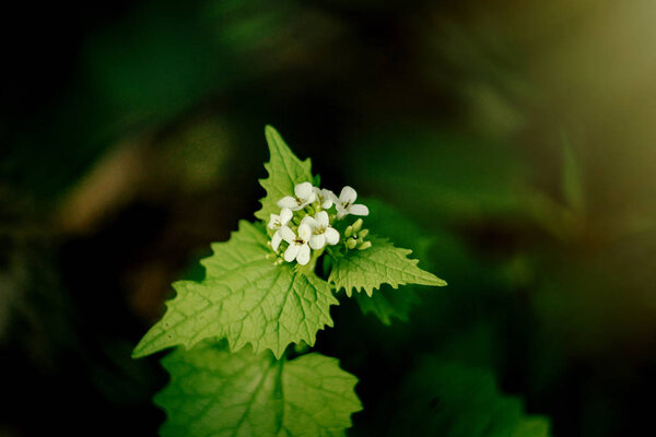 beautiful nettle with white flowers  i