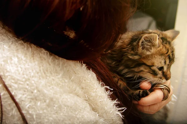 Женщина держит маленького котенка — стоковое фото