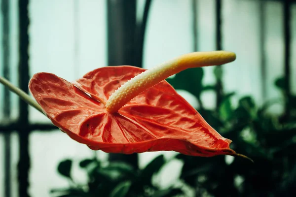 Vermelho grande cala em estufa — Fotografia de Stock