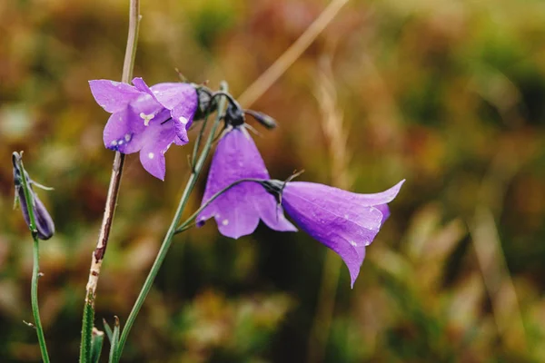 Indah ungu bellflower campanula — Stok Foto
