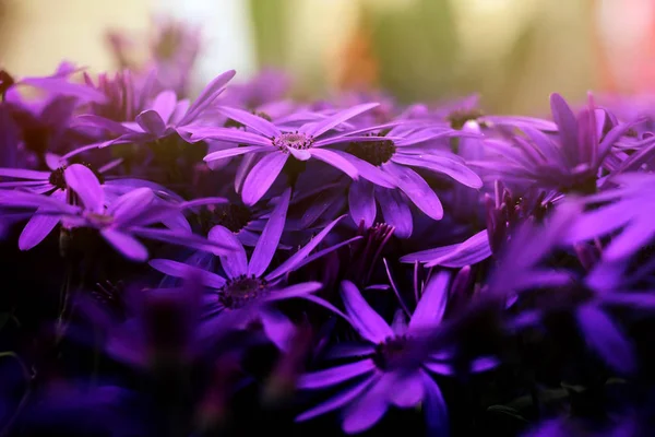 Increíbles hermosas flores púrpuras —  Fotos de Stock