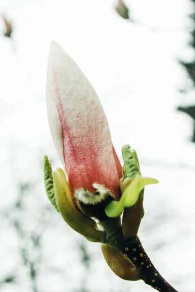 Krásné barevné nový květ — Stock fotografie