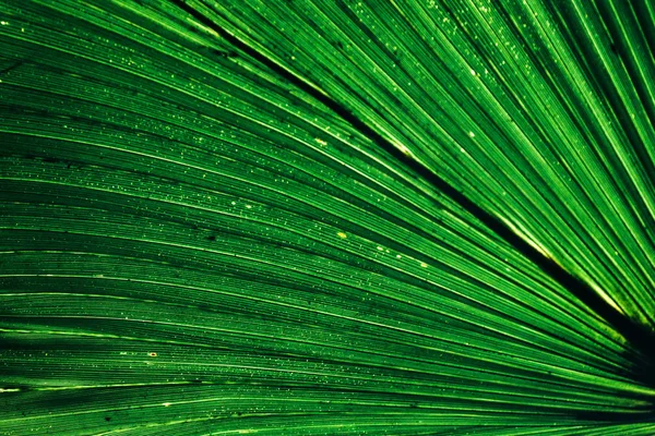 Increíble hermosa hoja verde fresca —  Fotos de Stock