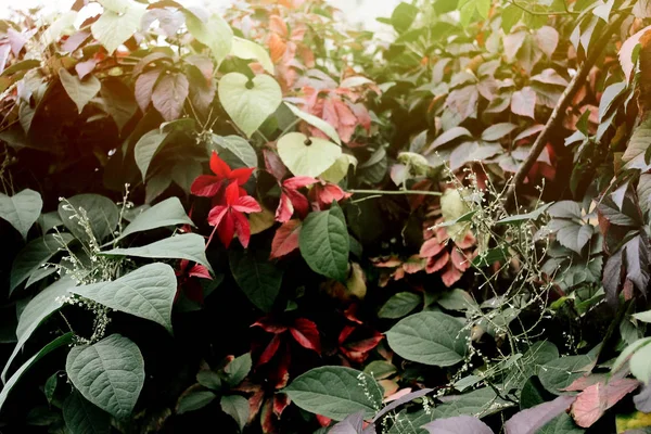 Lindas folhas coloridas — Fotografia de Stock