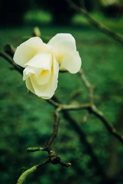 Schöne bunte neue Blume — Stockfoto