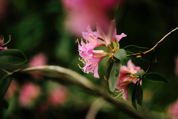 beautiful pink azalea flowers