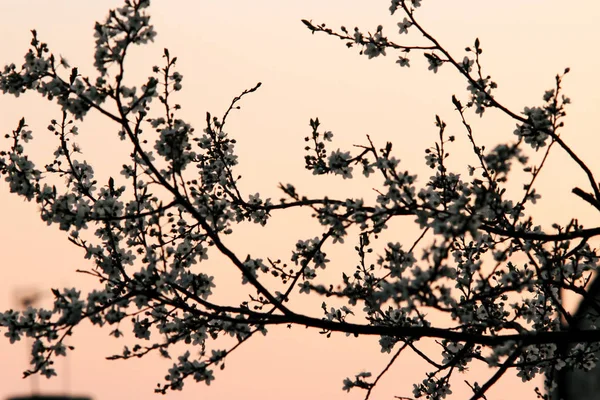 Güzel inanılmaz bloom — Stok fotoğraf