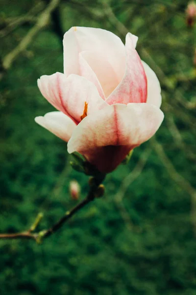 Belle fleur colorée nouvelle — Photo