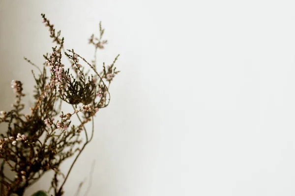 Güzel heather ev bitki — Stok fotoğraf