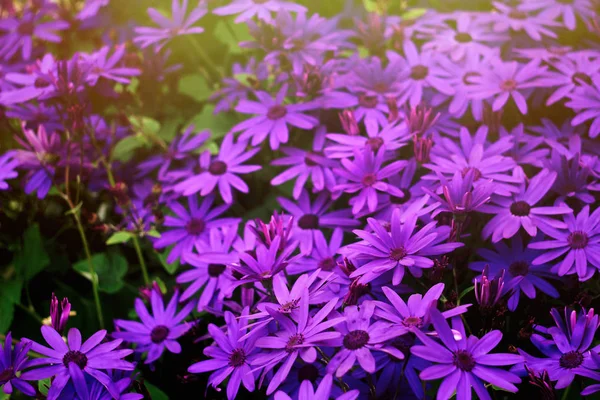 Úžasné, krásné fialové květy — Stock fotografie