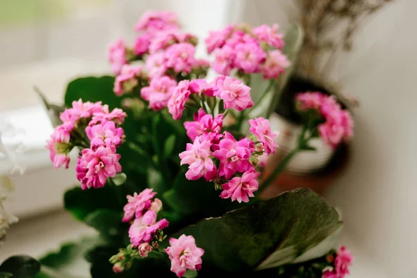 Bela fábrica em casa Kalanchoe — Fotografia de Stock