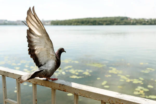 Hermosa paloma extendiendo alas —  Fotos de Stock