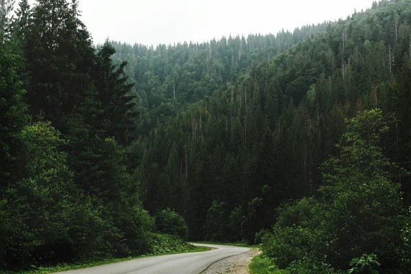 Yol ağaçları arasında güzel görünümü — Stok fotoğraf