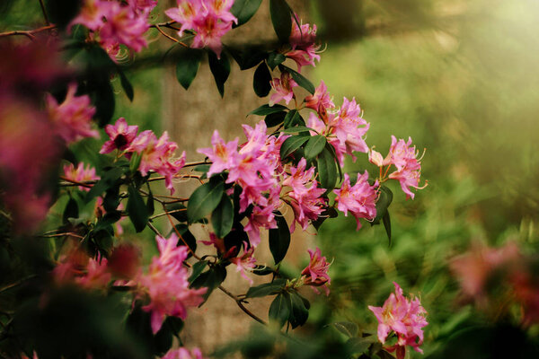 beautiful pink azalea flowers