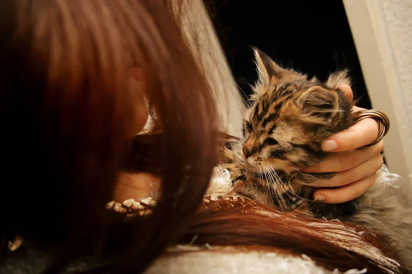 Küçük kedi yavrusu tutan kadın — Stok fotoğraf
