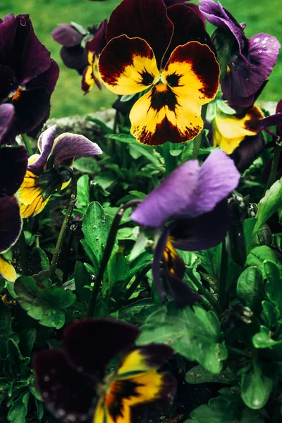 Indah bunga berwarna-warni — Stok Foto