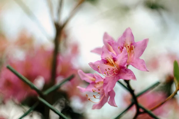 Hermosas flores de azalea rosa — Foto de Stock