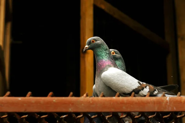 Komik bakışla iki güvercin — Stok fotoğraf