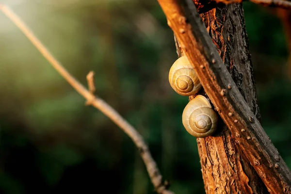 Dois caracóis bonitos no ramo — Fotografia de Stock