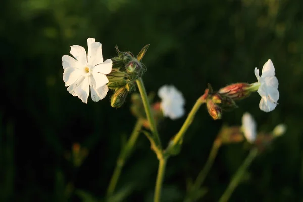 Hermosas flores blancas — Foto de Stock