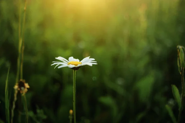 Vackra daisy blomman vid solnedgången — Stockfoto