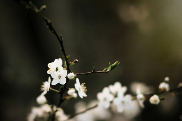 Vackra fantastiska bloom — Stockfoto