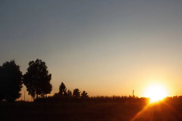 Herbe et arbres au coucher du soleil — Photo