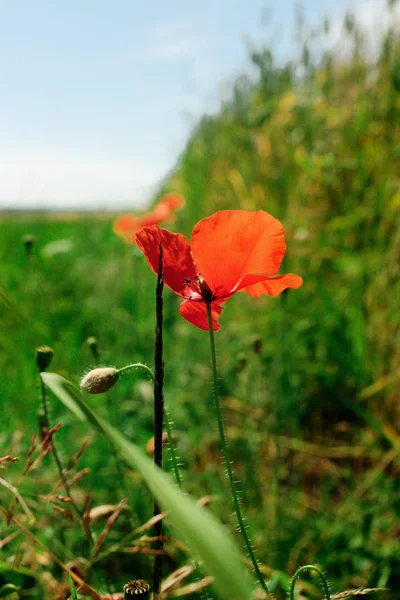 Hermosa amapola roja en centeno verde — Foto de Stock