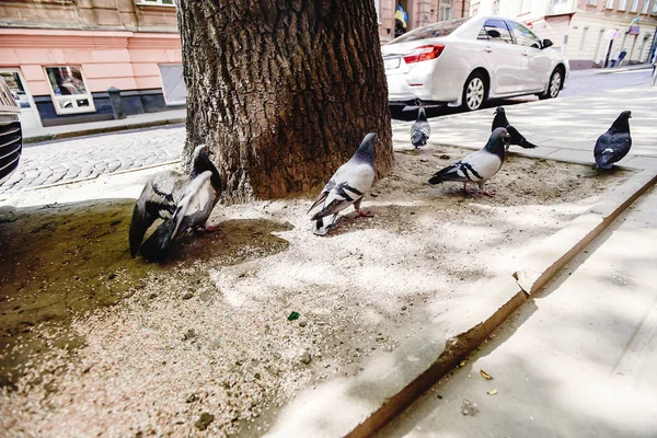 Roup of pigeons on the city street — стоковое фото