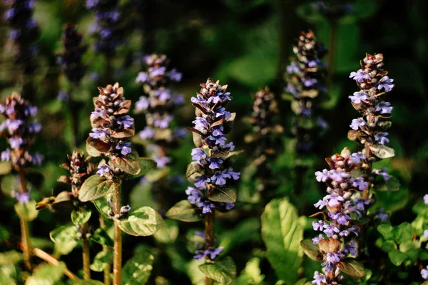 Krásné rostliny s květy fialové — Stock fotografie